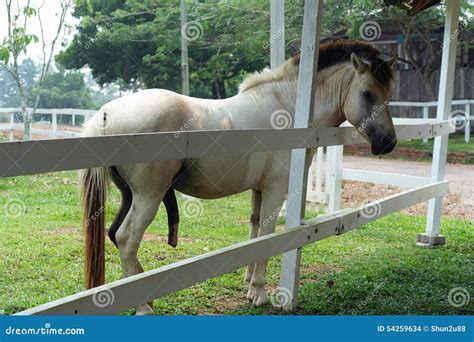 sucer un cheval|Pénis du cheval — Wikipédia.